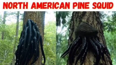 Pine Squid