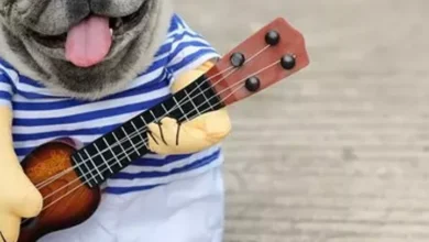 Funny Dog