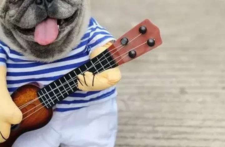 Funny Dog