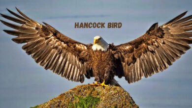 Hancock Bird Meaning: Symbolism, Origins, and Spiritual Insights Hancock Bird Meaning
